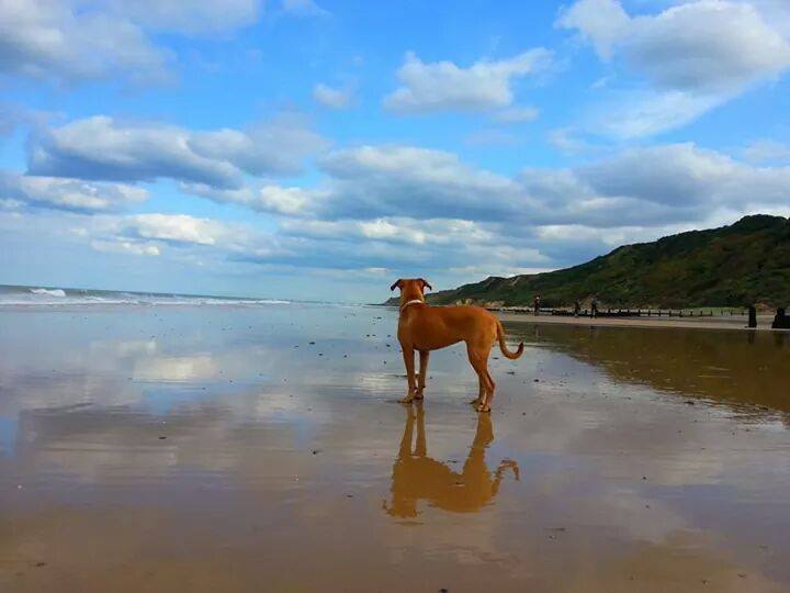can dogs go on beaches in norfolk