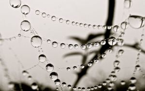 Raindrops on cobweb