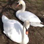 Swans by the river
