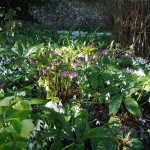 Hellebores amongst the snowdrops