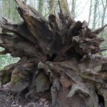 Upturned tree root